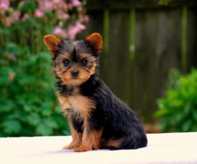 baby yorkie teacup