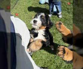 Bernedoodle puppies for sale in Algonquin, IL - Prudence