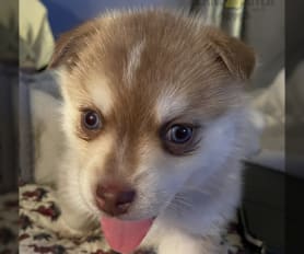 Pomsky puppies for sale in Norwich, NY - Sable
