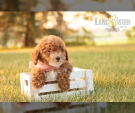 mini red poodle puppies for sale