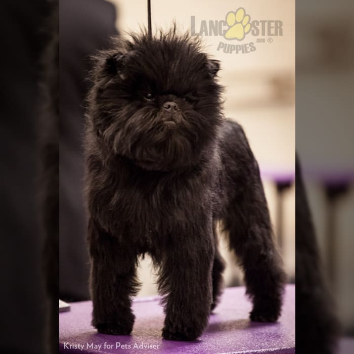 Affenpinscher Puppies for Sale in TX Lancaster Puppies
