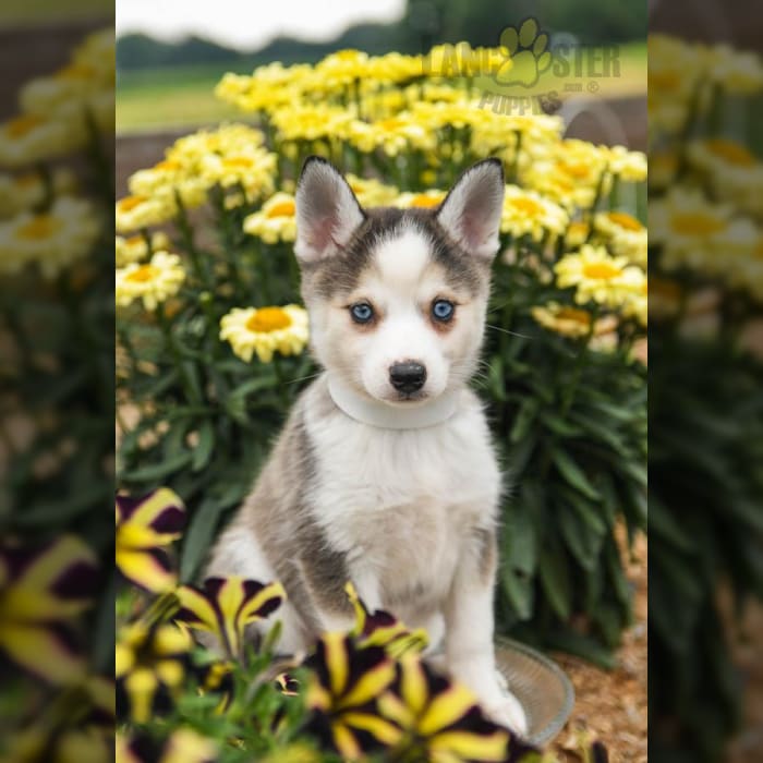 Europetnet - Alaskan Klee Kai