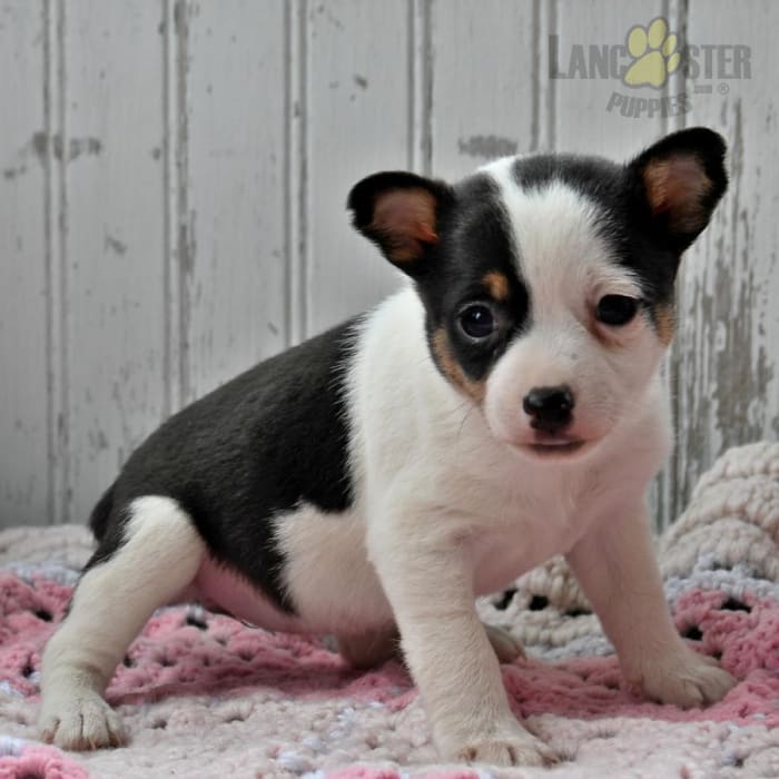 Toy Fox Terrier Puppies For