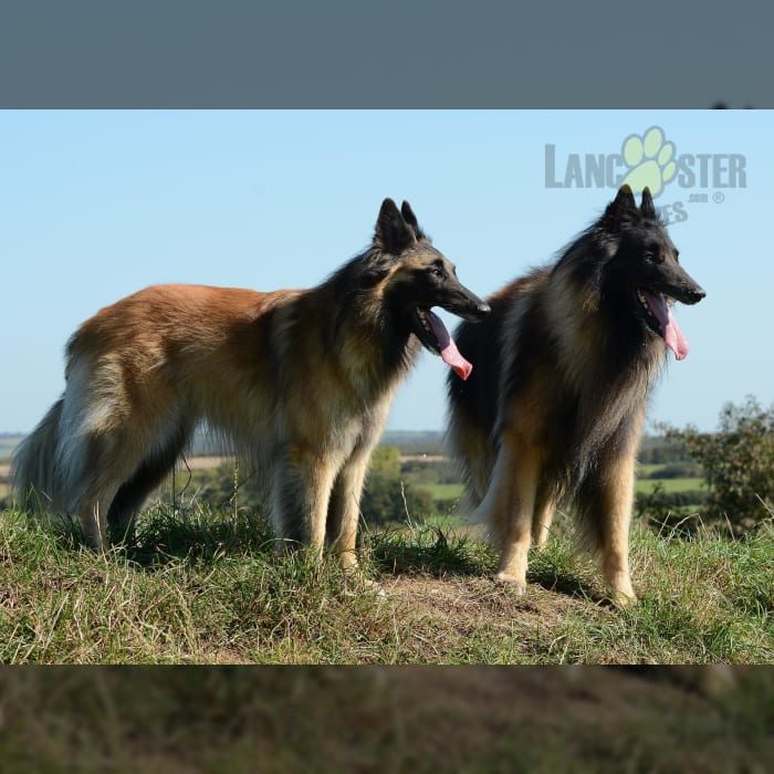 Belgian Tervuren Puppies For Sale In Il 