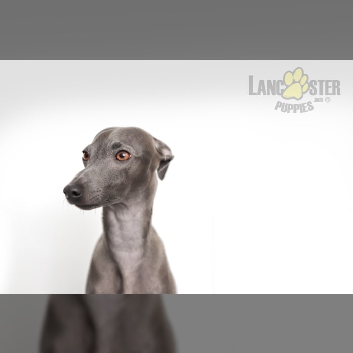 Italian Greyhound Puppies for Sale Lancaster Puppies