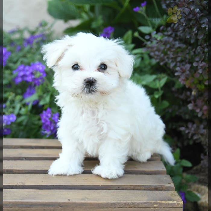 Black and white maltese puppies sales for sale