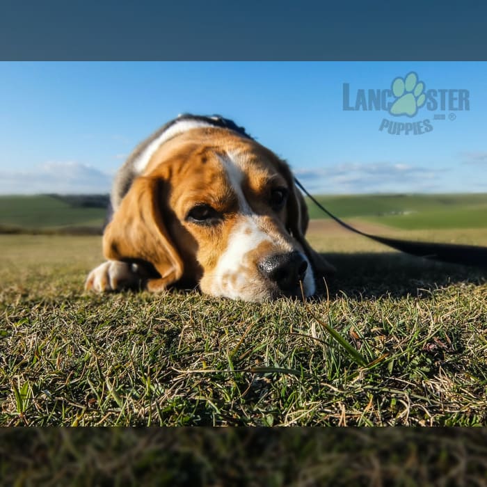 Beagle Puppies for Sale in Rome, PA Lancaster Puppies