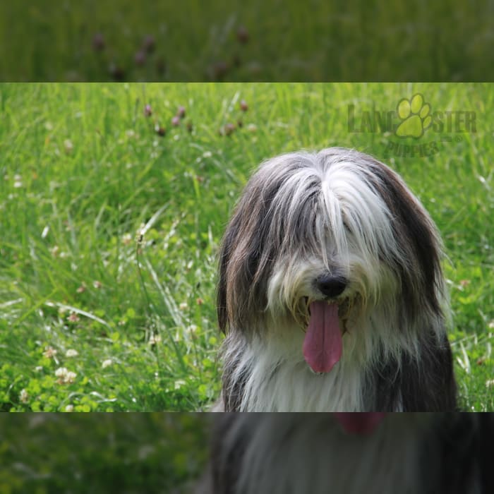 Bearded Collie Puppies for Sale Lancaster Puppies