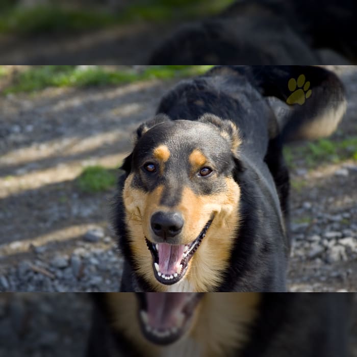 Beauceron Puppies for Sale Lancaster Puppies