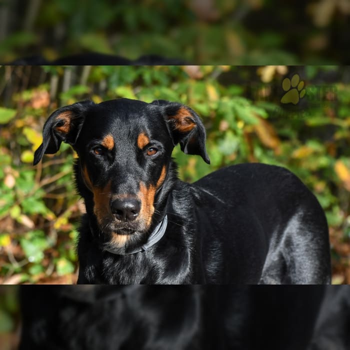 Beauceron Puppies for Sale Lancaster Puppies