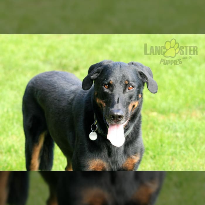 Beauceron Puppies for Sale Lancaster Puppies