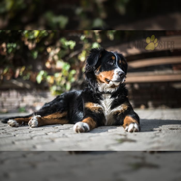 Bernese husky mix for sale sales