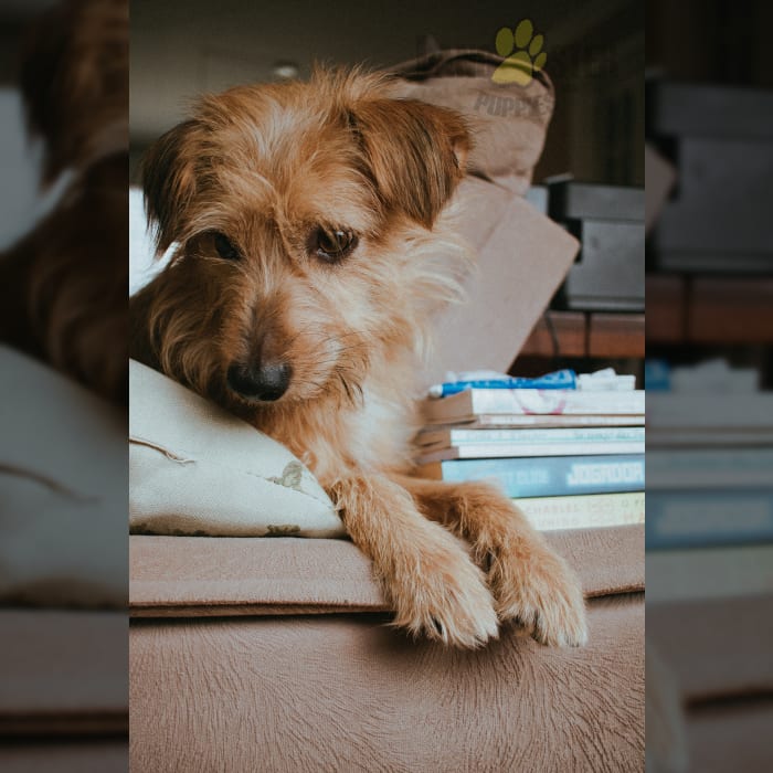 Norfolk terrier puppies for sale best sale near me