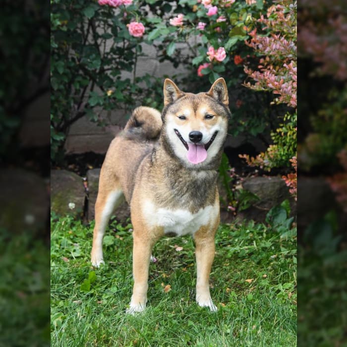 shiba 20211207_173229_073_14605743-