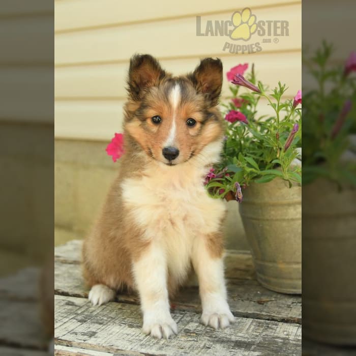 Mini sheltie cheap puppies