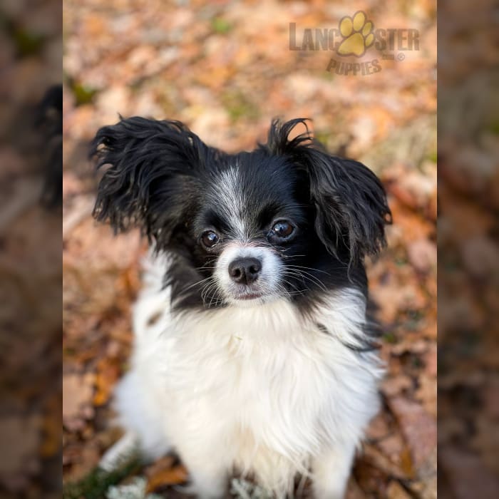 Papillon Puppies For Sale