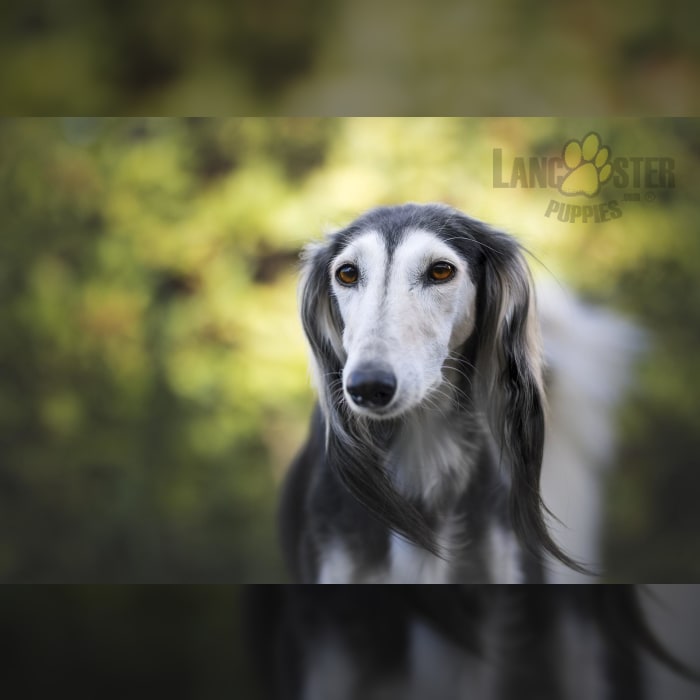 Saluki Puppies for Sale Lancaster Puppies