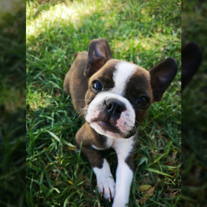 Boston Terrier Puppies for Sale