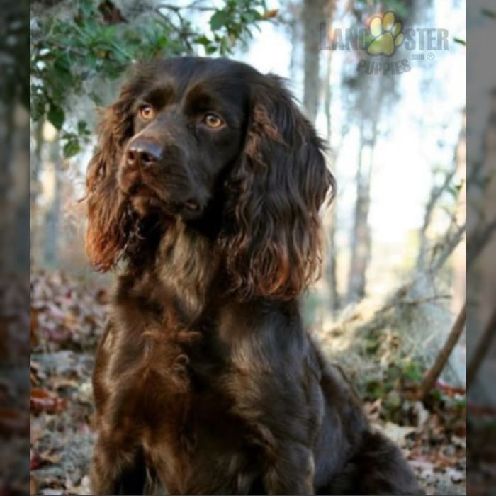 Boykin Spaniel Puppies for Sale Lancaster Puppies