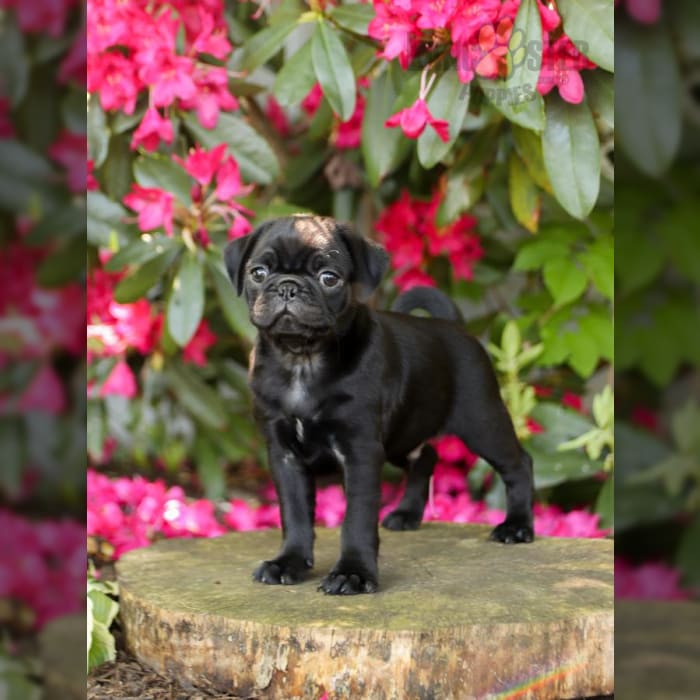 Pug Puppies for Sale Lancaster Puppies