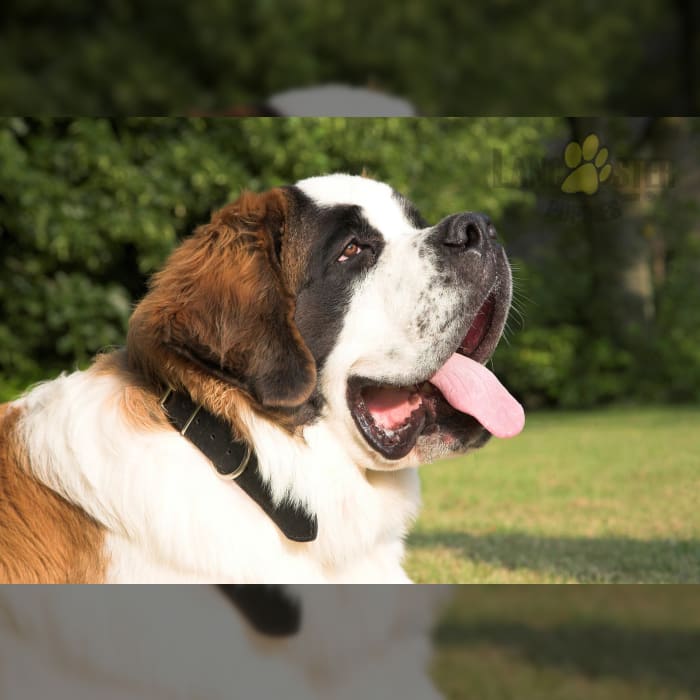 Saint Bernard Example Puppy #1