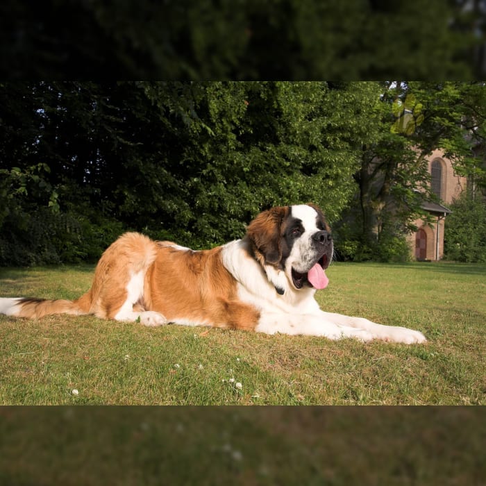 Saint Bernard Example Puppy #4