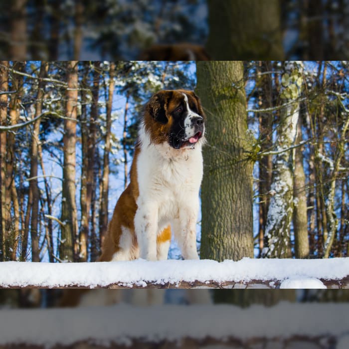 Saint Bernard Example Puppy #3