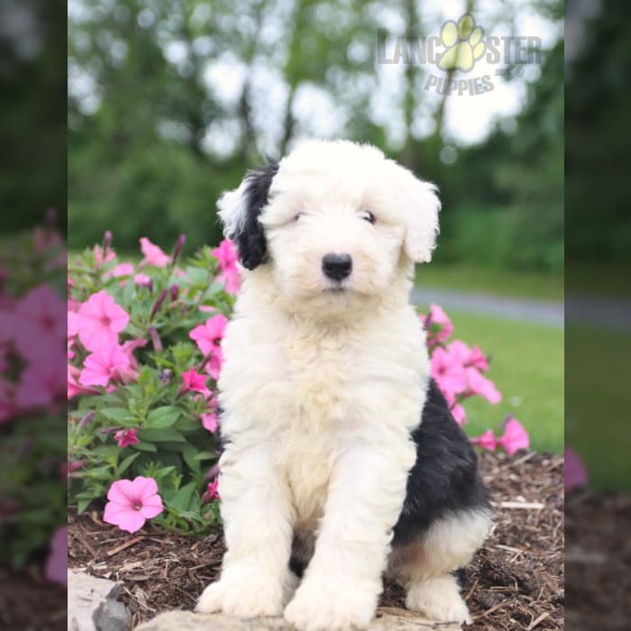 Sheepadoodle Puppies for Sale Lancaster Puppies