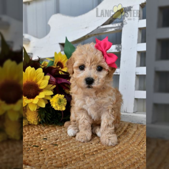 Lhasa apso poodle mix puppies hot sale for sale