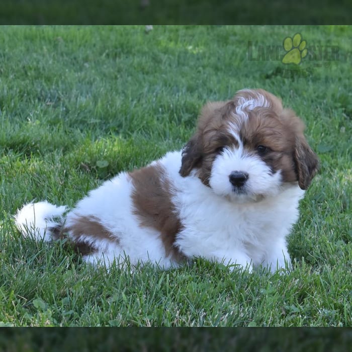 Saint Berdoodles Puppies for Sale Lancaster Puppies