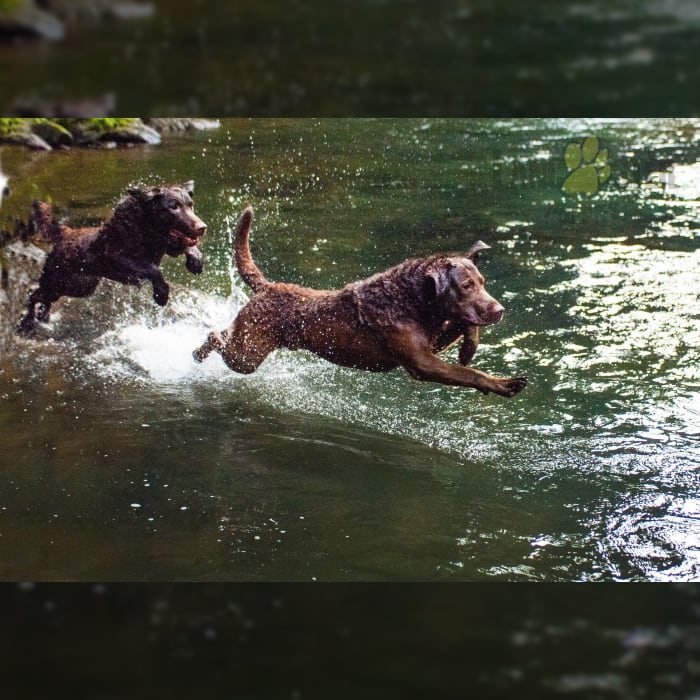 Chesapeake Bay Retriever Puppies For Sale Lancaster Puppies   Mg7wbz2fcbxdtmrb2qaq 