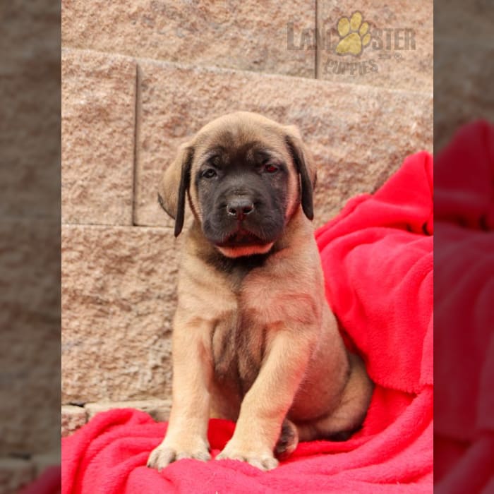English Mastiff Puppies for Sale in Baltic, OH Lancaster Puppies