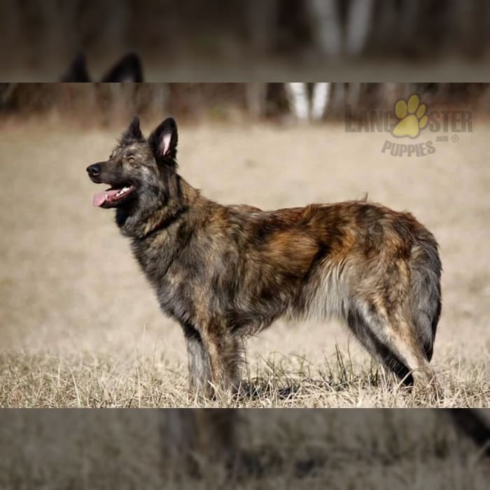 Wire haired dutch shepherd clearance for sale