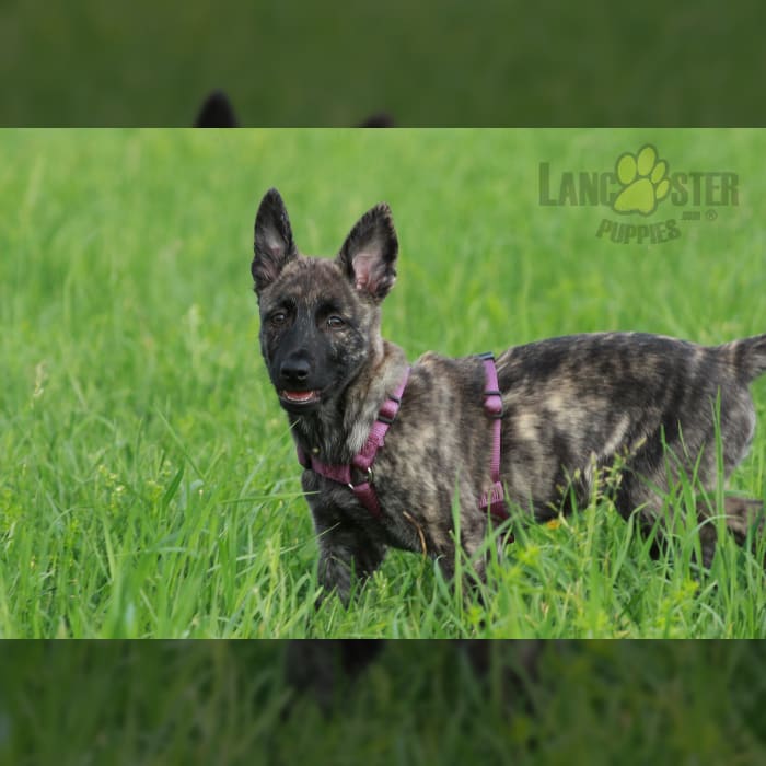 Exotic blue dutch shepherd puppies for sale sales