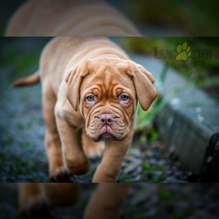 Dogue De Bordeaux Studs for Sale Lancaster Studs