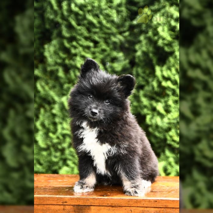 Pomsky Puppies for Sale Lancaster Puppies