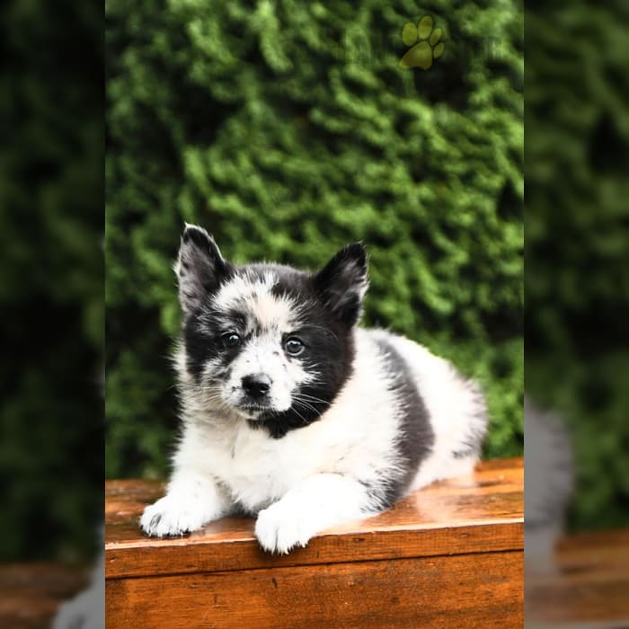 Pomsky Studs Lancaster Puppies