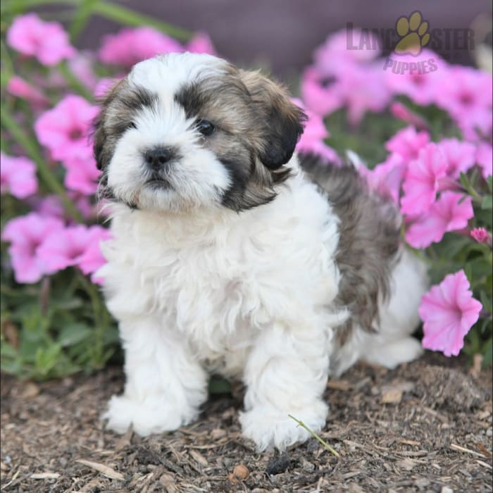 Havanese teddy bear puppies for cheap sale
