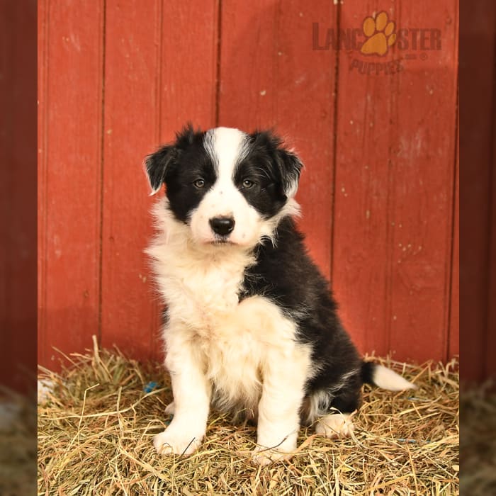 Border Collie Puppies for Sale - Keystone Puppies