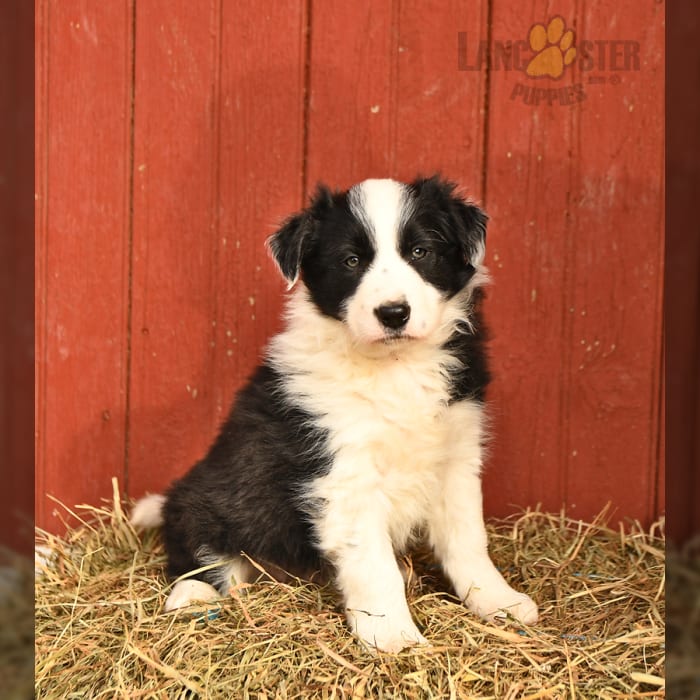 Border Collie Puppies for Sale Lancaster Puppies