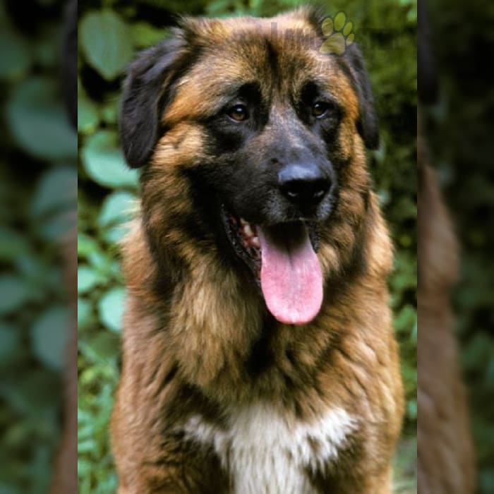 Estrela Mountain Dog Puppies for Sale Lancaster Puppies