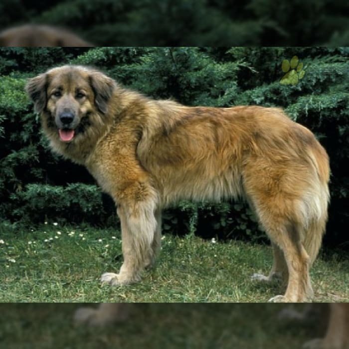 Estrela Mountain Dog Puppies for Sale Lancaster Puppies