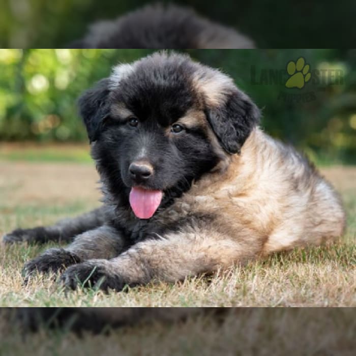 Estrela Mountain Dog Puppies for Sale Lancaster Puppies