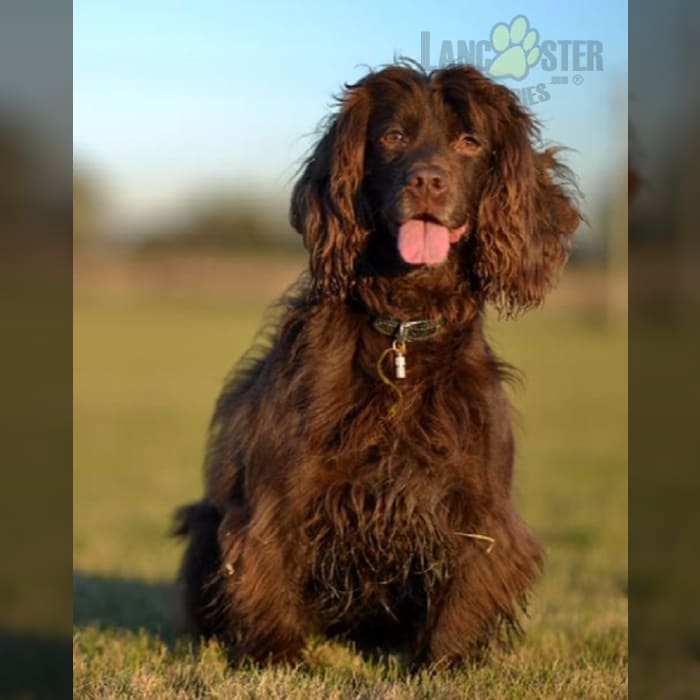 Field Spaniel Puppies for Sale Lancaster Puppies