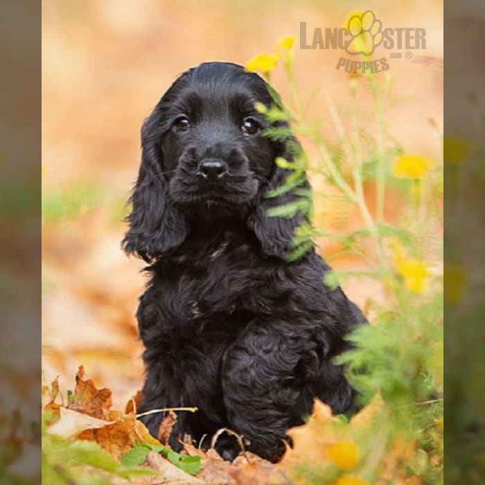 Field Spaniel Puppies for Sale Lancaster Puppies