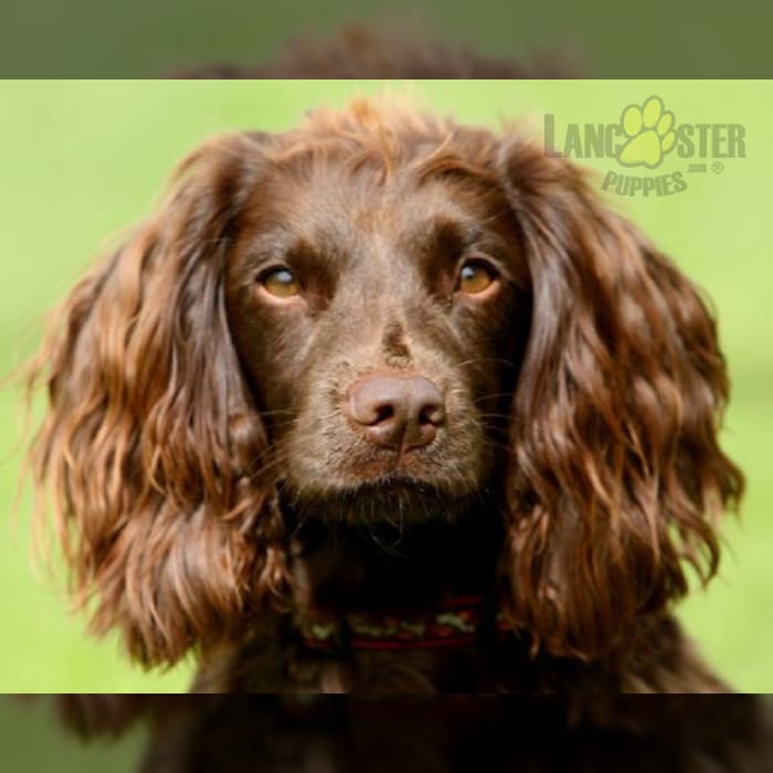 Field Spaniel Puppies for Sale Lancaster Puppies