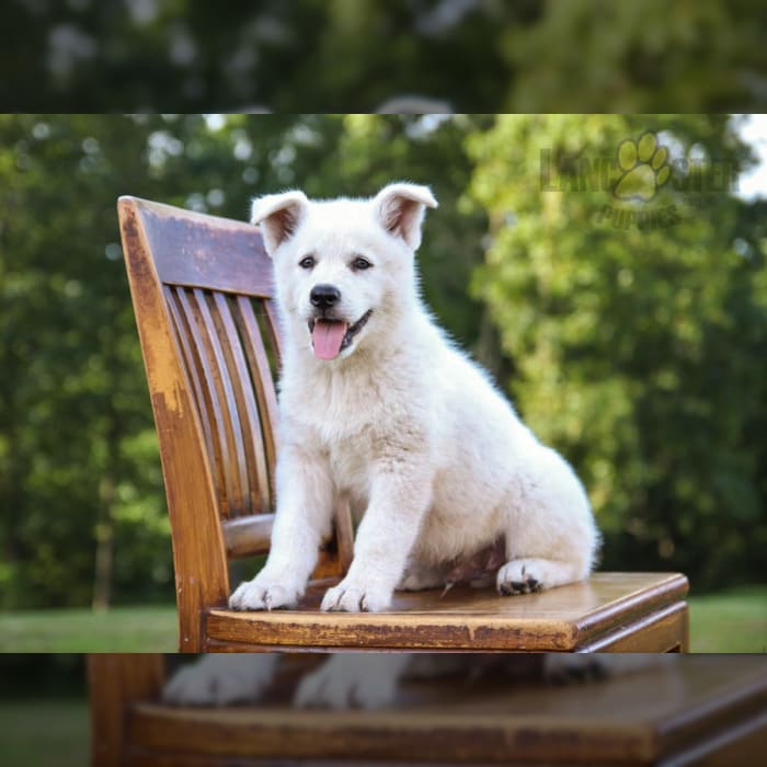 Gerberian shepsky best sale puppies for adoption