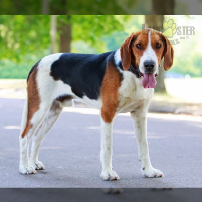 Harrier Puppies for Sale Lancaster Puppies