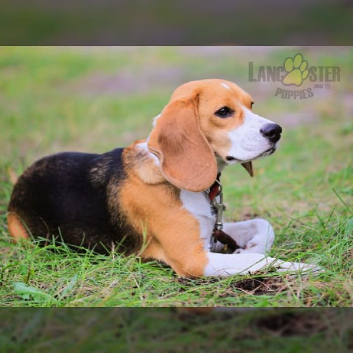 Harrier Puppies for Sale Lancaster Puppies