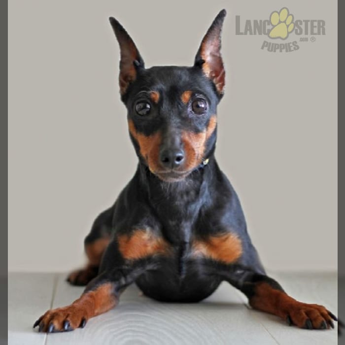 Manchester Terrier Toy Puppies For